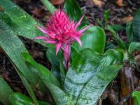 Eine Bromelie mit großer hellroten Blüte - Furnas - São Miguel